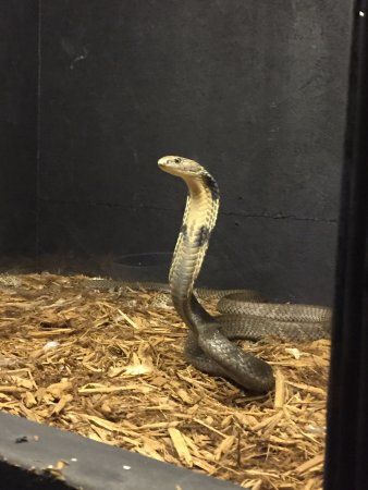 Serpentarium Magic