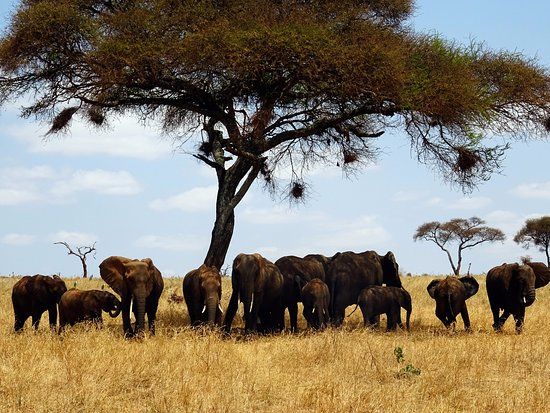 Nationalpark Tarangire