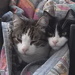 Pizzeria Passaparola Di M. Mancini & C. SAS